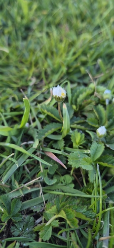 Lawn daisy