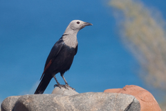 Somali Starling photo 2
