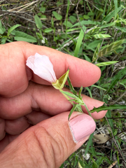 (c) IDClaire, some rights reserved (CC BY) Oenothera tetraptera, photograph (c) IDClaire, some rights reserved (CC BY)