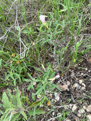 Oenothera tetraptera, photograph 3