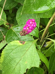 Lantana trifolia