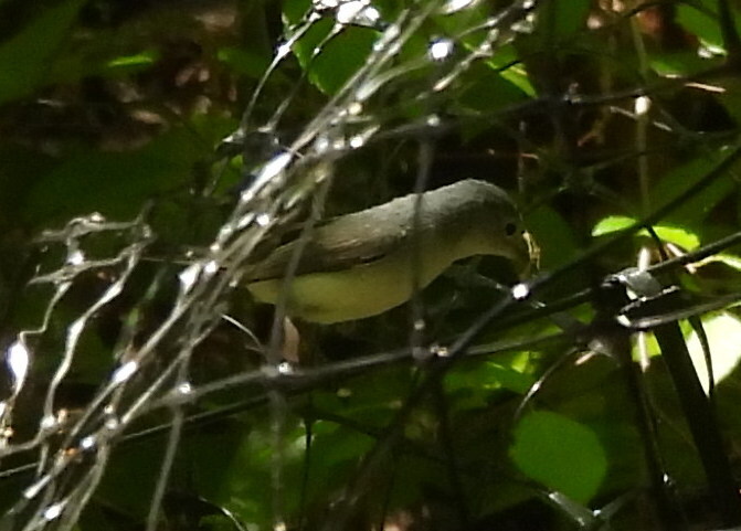 Canada Warbler (Cardellina canadensis), photo 4