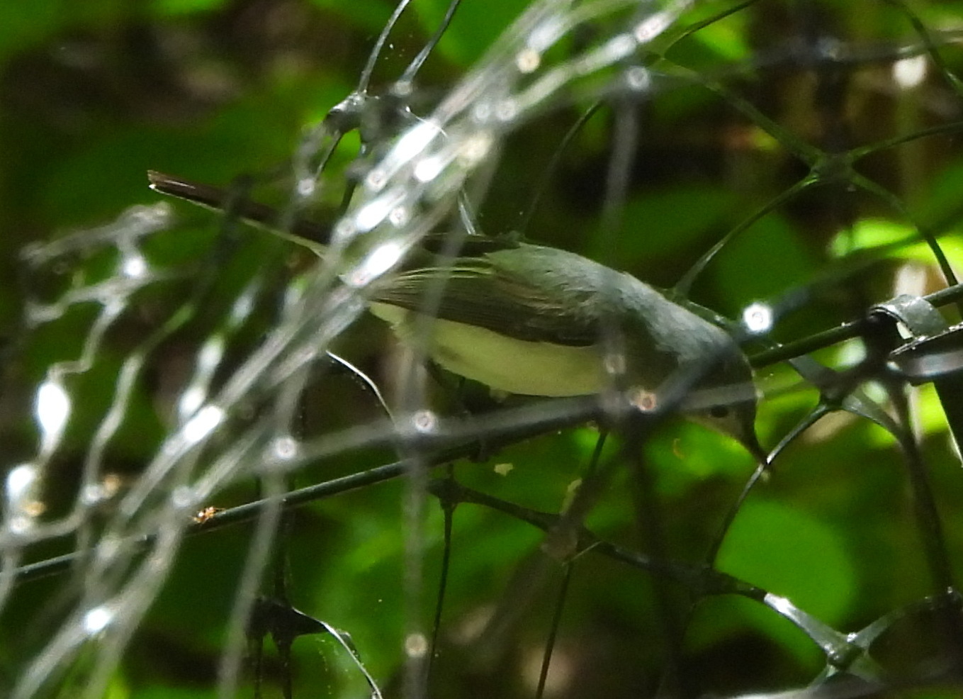 Canada Warbler (Cardellina canadensis), photo 5