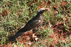 White-Crowned Starling photo 4
