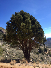 Singleleaf Pinyon (Pinus monophylla)