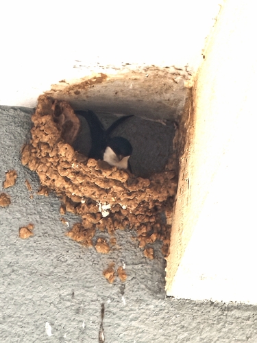 Western House Martin