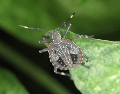 Coenomorpha