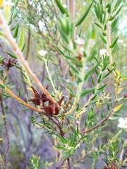 Diosma subulata