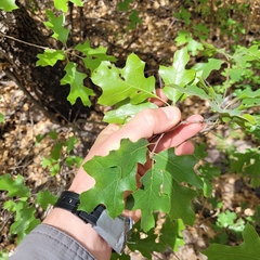 Quercus gravesii, photograph (c) Konshau Duman, some rights reserved (CC BY)