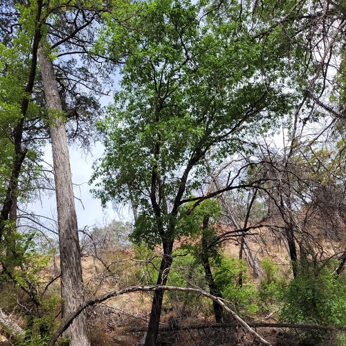 Quercus gravesii, photograph 3