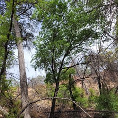 Quercus gravesii, photograph (c) Konshau Duman, some rights reserved (CC BY)