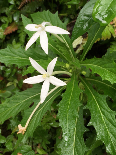Hippobroma longiflora