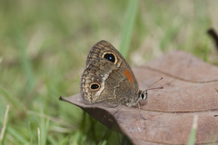 Calisto obscura