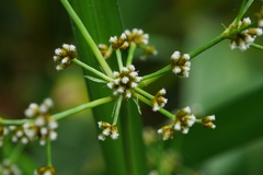 Scirpus ternatanus