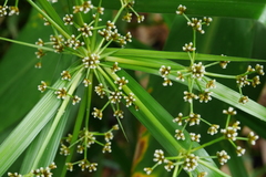 Scirpus ternatanus