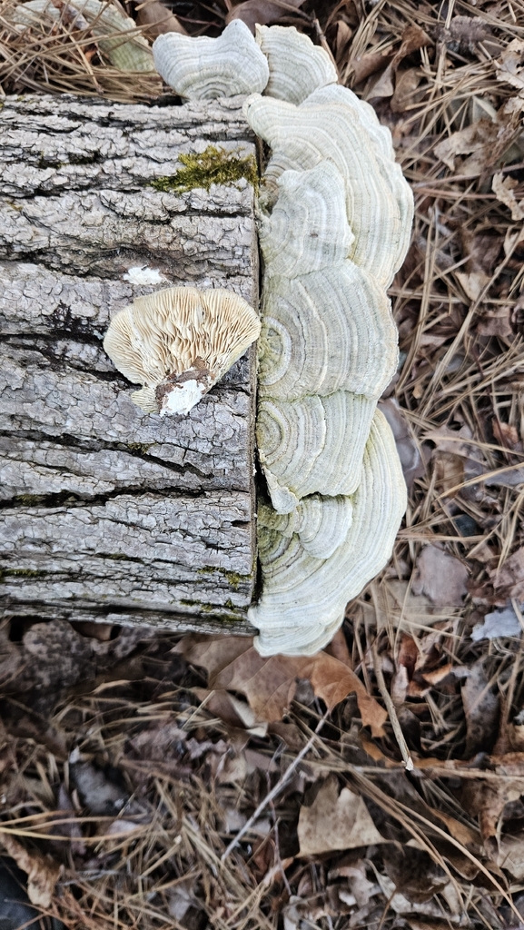 Trametes betulina · April 2026 · photo: © rust_bucket (iNaturalist, cc-by)