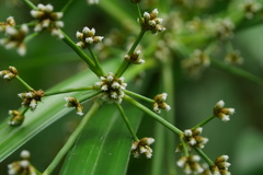 Scirpus ternatanus