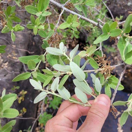 Quercus mohriana