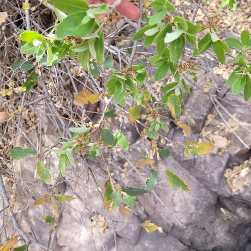 Quercus mohriana, photograph 1