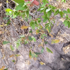 Quercus mohriana, photograph (c) Konshau Duman, some rights reserved (CC BY)