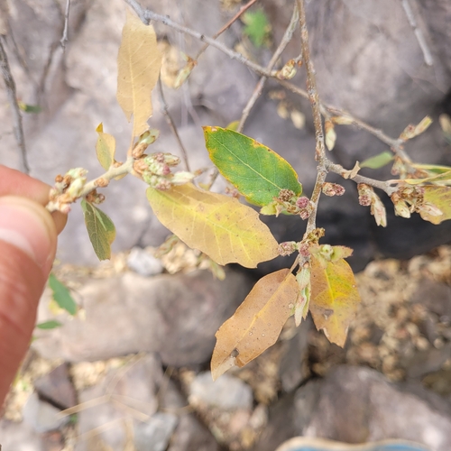 Quercus mohriana, photograph 2