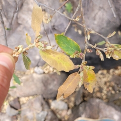Quercus mohriana, photograph (c) Konshau Duman, some rights reserved (CC BY)