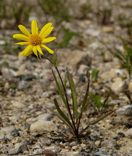 Narrowleaf Arnica