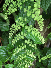Adiantum concinnum