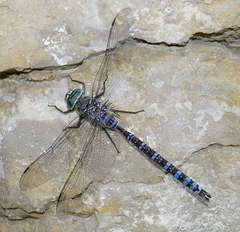 Aeshna interrupta lineata