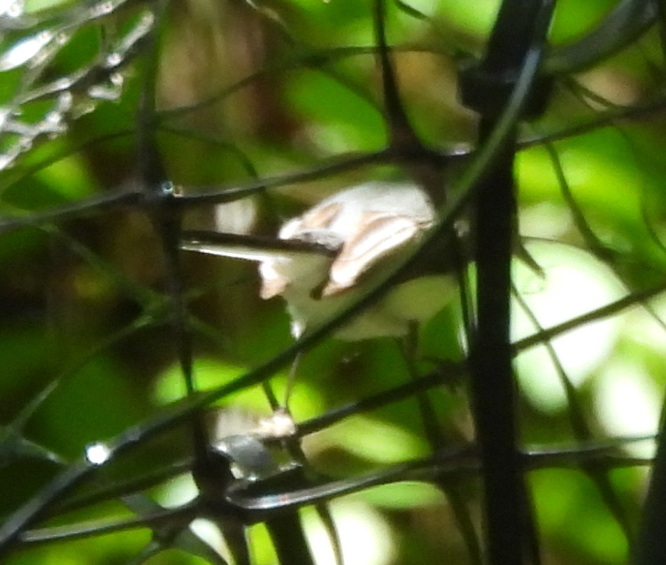 Canada Warbler (Cardellina canadensis), photo 8