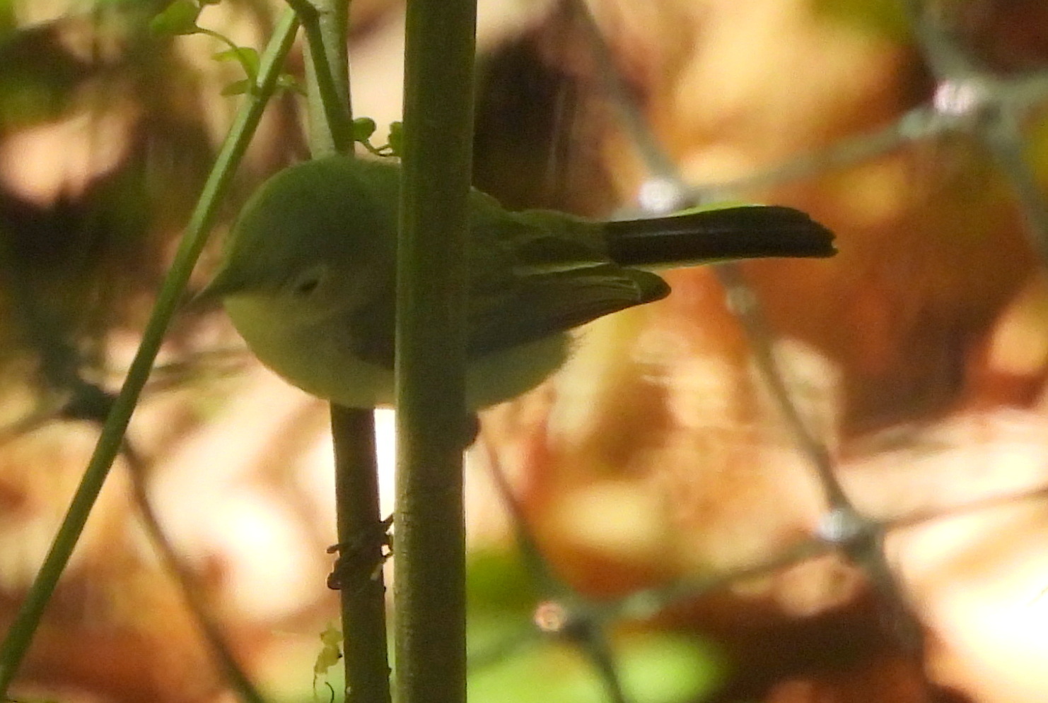 Canada Warbler (Cardellina canadensis), photo 9