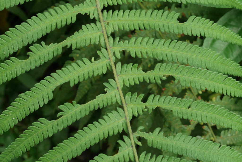 Parasitic Tri-vein Fern from 台灣新竹縣 on March 29, 2020 at 02:48 PM by 博甫 ...