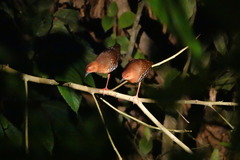 Rallina fasciata