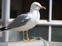 Larus michahellis