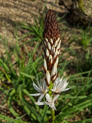Asphodelus albus