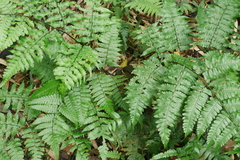 Diplazium doederleinii