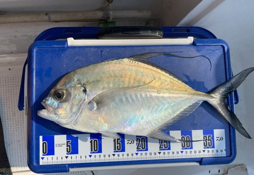 Atropus armatus