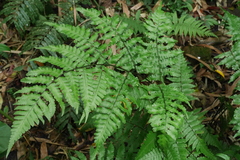 Diplazium doederleinii