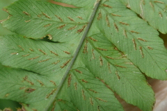 Diplazium doederleinii