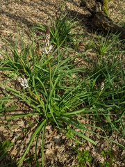 Asphodelus albus