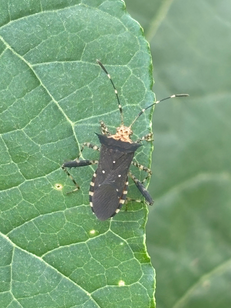 Zicca annulata