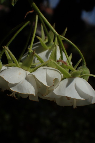 Image of Dombeya cymosa by (c) Nicola van Berkel, some rights reserved (CC BY-SA)