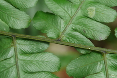 Diplazium doederleinii
