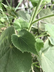 Abutilon theophrasti