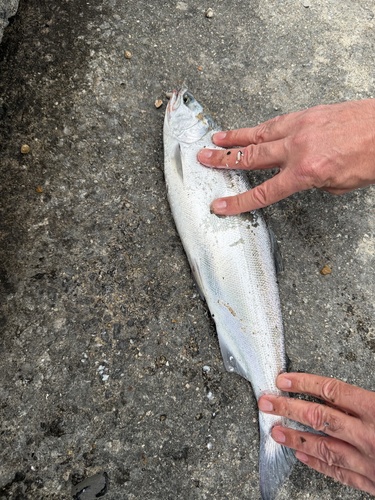 Oncorhynchus kisutch