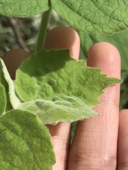 Abutilon theophrasti