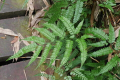 Arachniodes rhomboidea