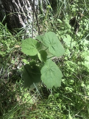 Abutilon theophrasti