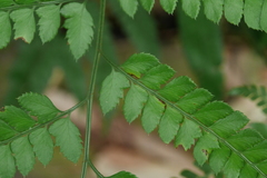 Arachniodes rhomboidea