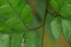 Arachniodes rhomboidea